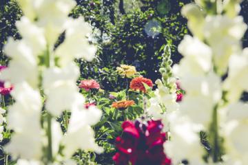 nature branch blossom blur growth plant 944708 pxhere com 