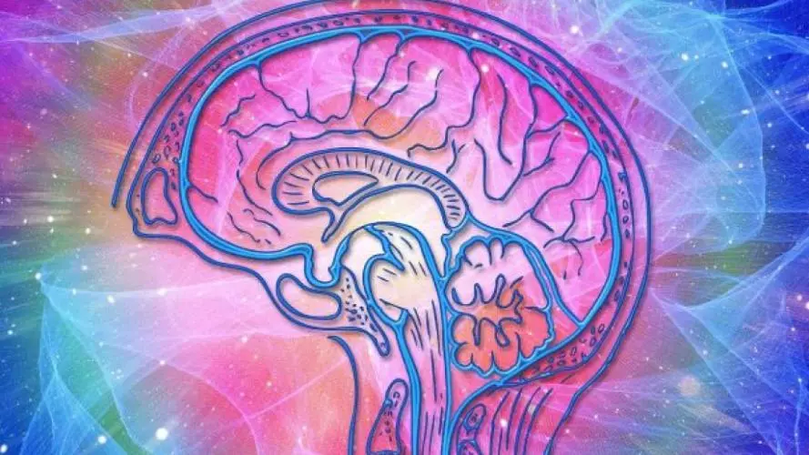 brain and mind  pain and the brain 