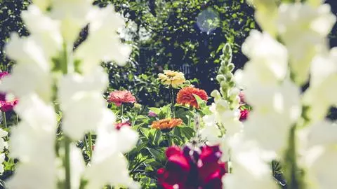 nature branch blossom blur growth plant 944708 pxhere com 