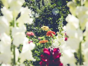 nature branch blossom blur growth plant 944708 pxhere com 